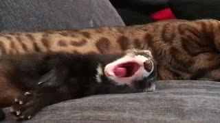 GIF Preview