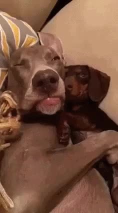 GIF Preview