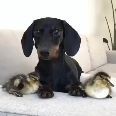 GIF Preview