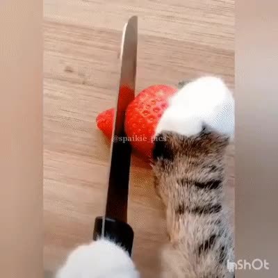 GIF Preview