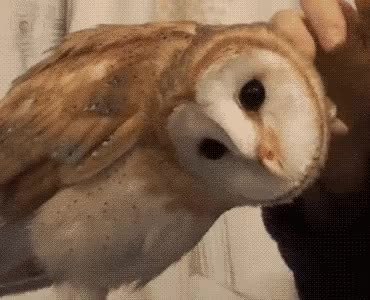GIF Preview