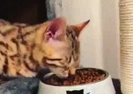 GIF Preview