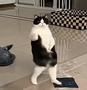 GIF Preview