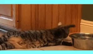 GIF Preview