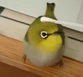 GIF Preview