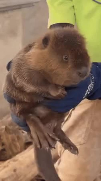 GIF Preview