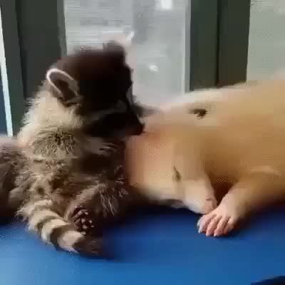 GIF Preview