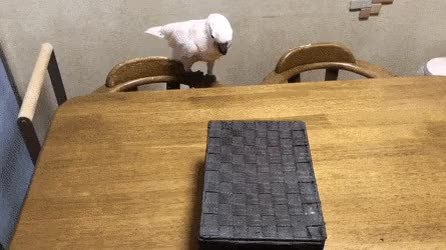 GIF Preview