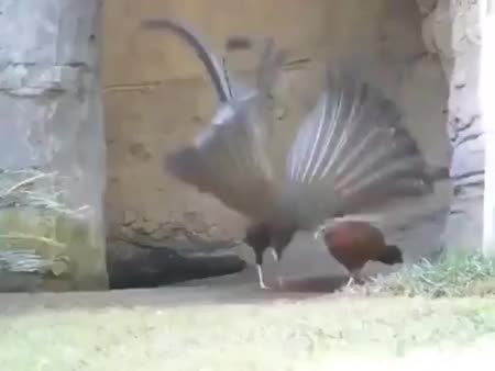 GIF Preview