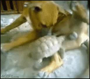 GIF Preview