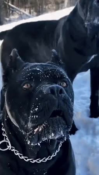 GIF Preview