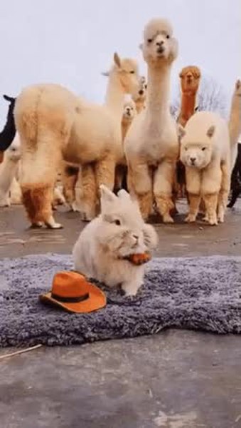 GIF Preview