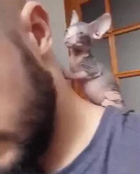 GIF Preview