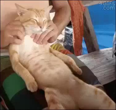 GIF Preview