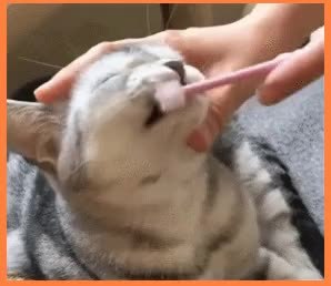GIF Preview