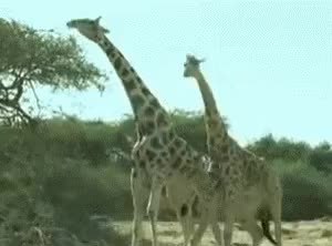 GIF Preview
