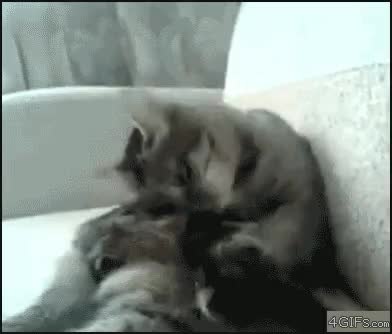 GIF Preview
