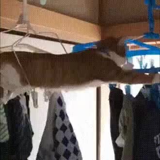 GIF Preview