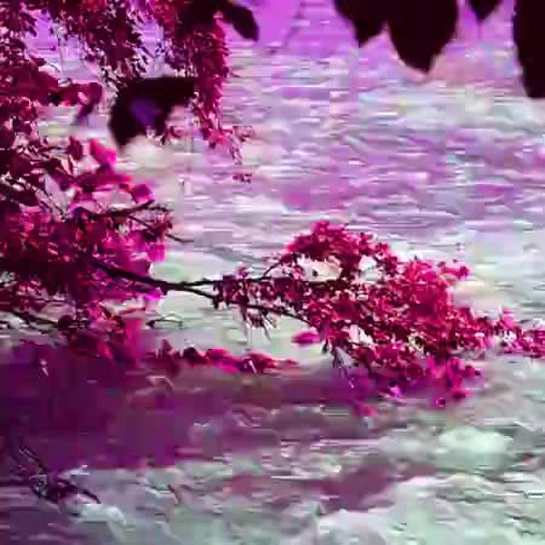 GIF Preview