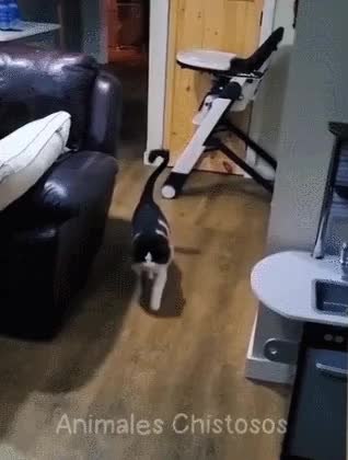 GIF Preview