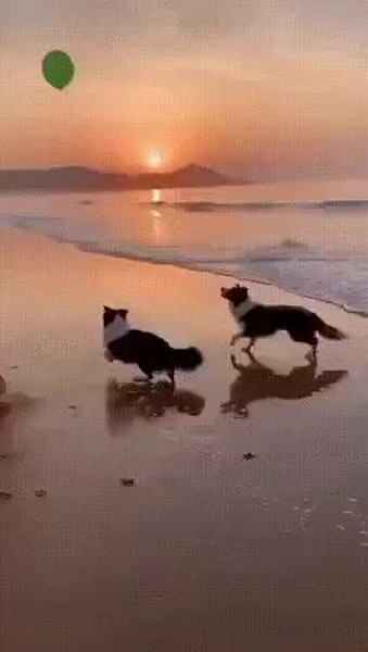 GIF Preview