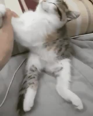 GIF Preview