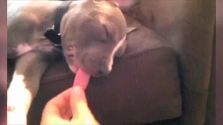 GIF Preview