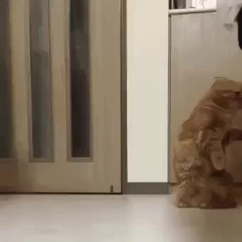 GIF Preview
