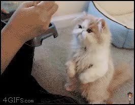 GIF Preview