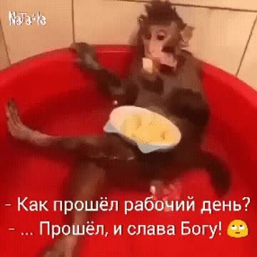GIF Preview