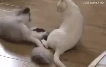 GIF Preview