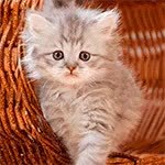 GIF Preview