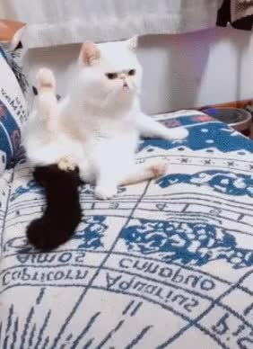 GIF Preview