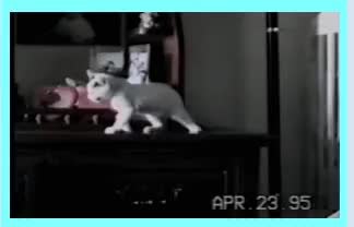 GIF Preview