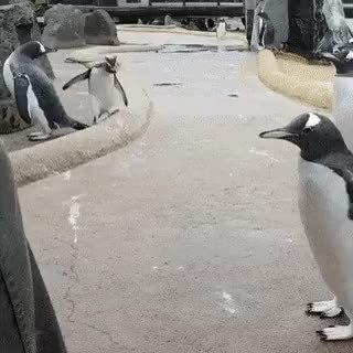 GIF Preview