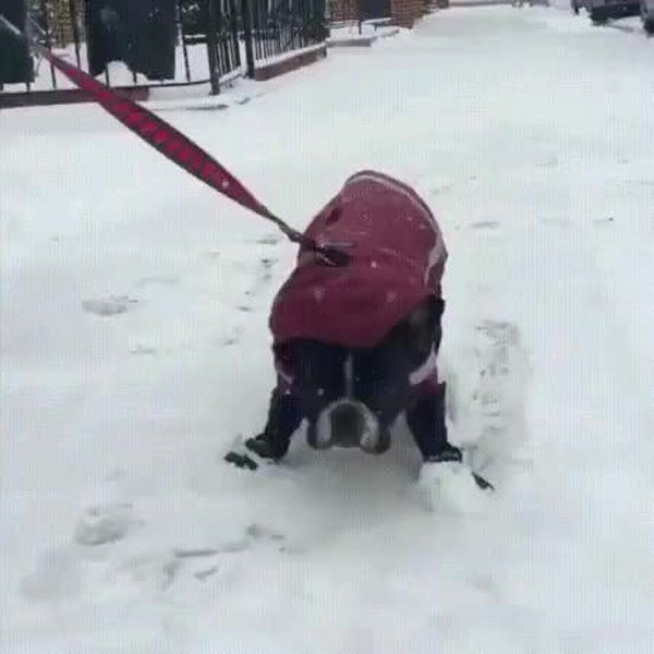 GIF Preview