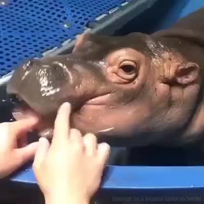 GIF Preview