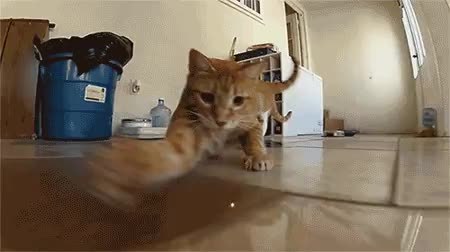 GIF Preview