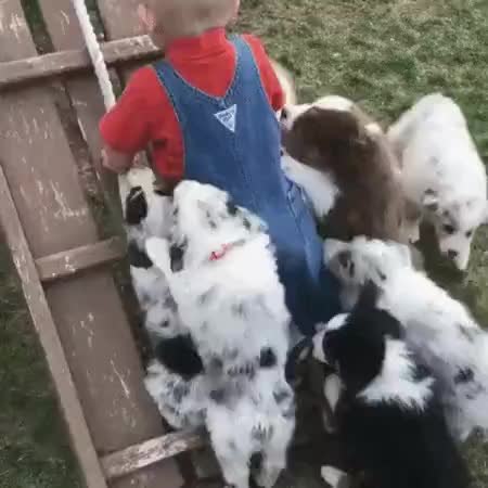 GIF Preview