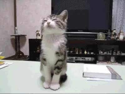 GIF Preview