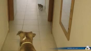 GIF Preview