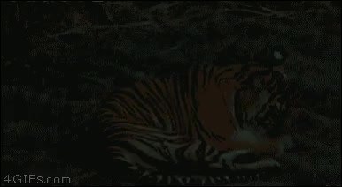 GIF Preview