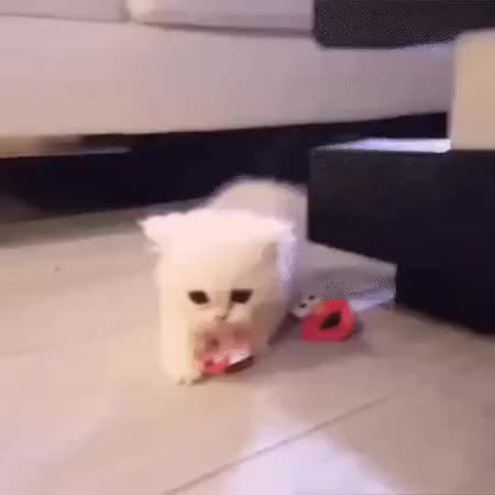 GIF Preview