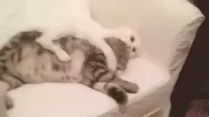 GIF Preview