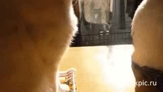 GIF Preview