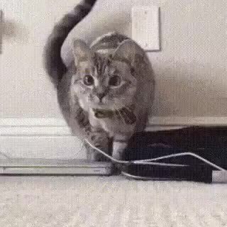 GIF Preview