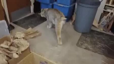 GIF Preview