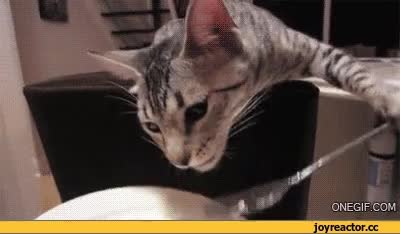GIF Preview