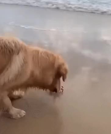 GIF Preview