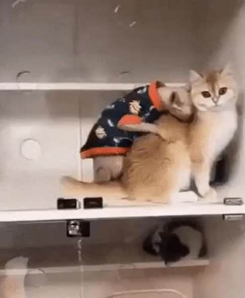 GIF Preview